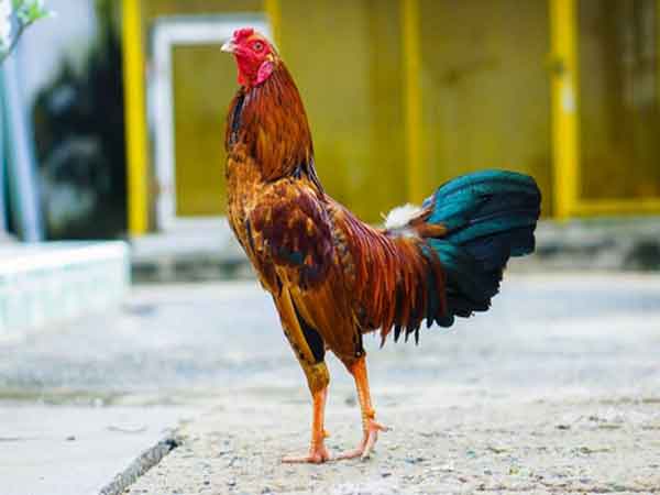 Khám phá lối trò chơi chọi quê lúa