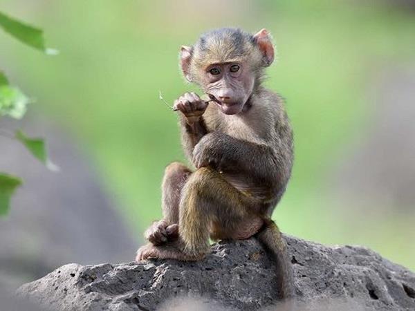 Giải mã giấc mơ thấy con khỉ là điềm báo gì Giải mã giấc mơ thấy con khỉ là điềm báo gì