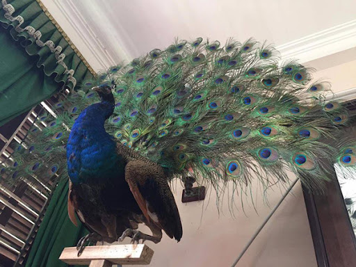 Đi đường thấy chim công có những con số gì tài lộc? Đi đường thấy chim công có những con số gì tài lộc?