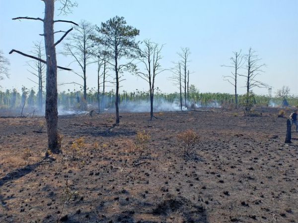 Nhìn thấy chặt cây