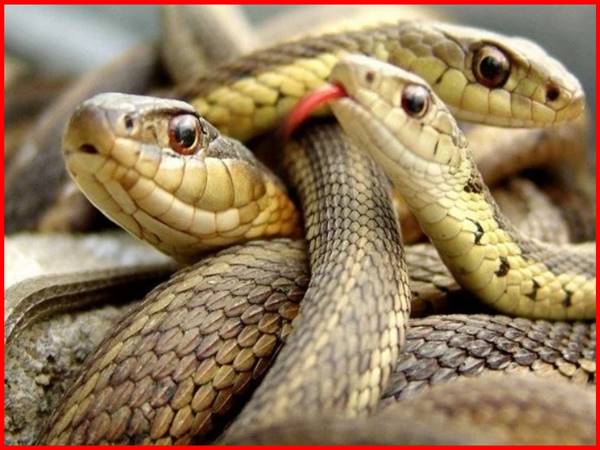 Thấy 3 con rắn thường xuất hiện con số may mắn nào